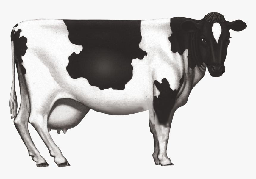 Cow Horn Png, Transparent Png
