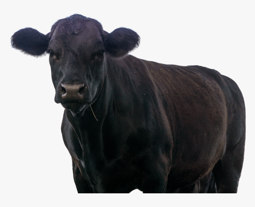 Dairy Cow, HD Png Download