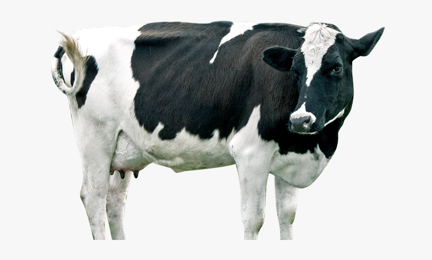 Dairy Cattle, HD Png Download