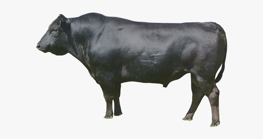 Dairy Cow, HD Png Download