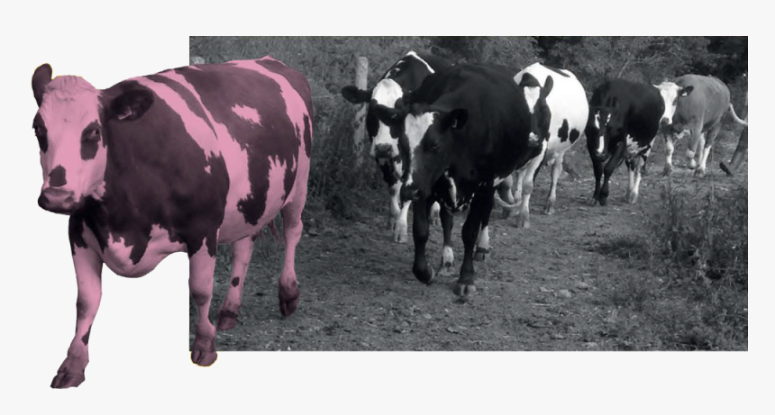 Ahimsa And The Vegan Viewpoint - Dairy Cow, HD Png Download