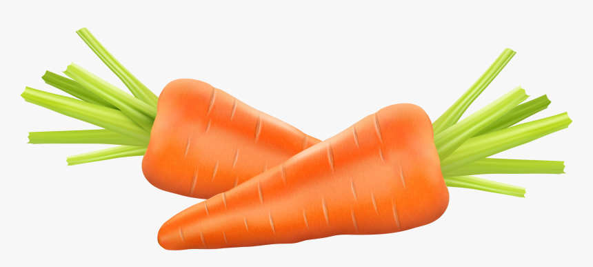 Carrot Photography Euclidean Vector Clip Art - Carrot Illustration, HD Png Download
