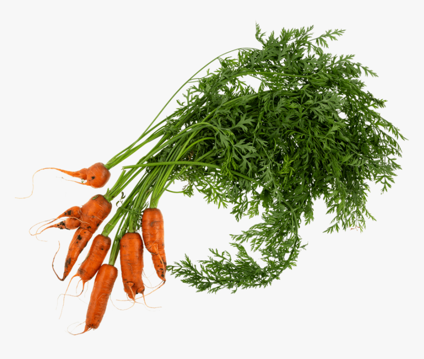 Wonky Carrot - Carrots Plant Png, Transparent Png