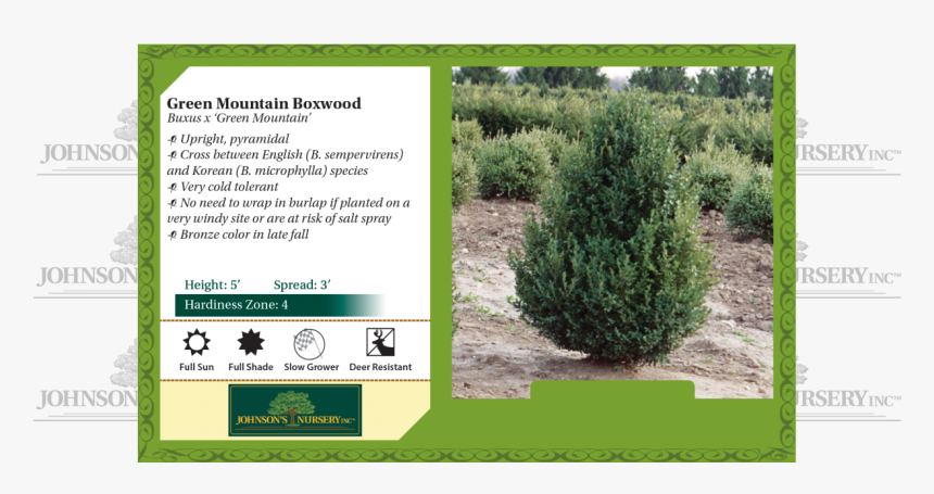 Green Mountain Boxwood Buxus Benchcard - Fall Fiesta Sugar Maple Leaf, HD Png Download