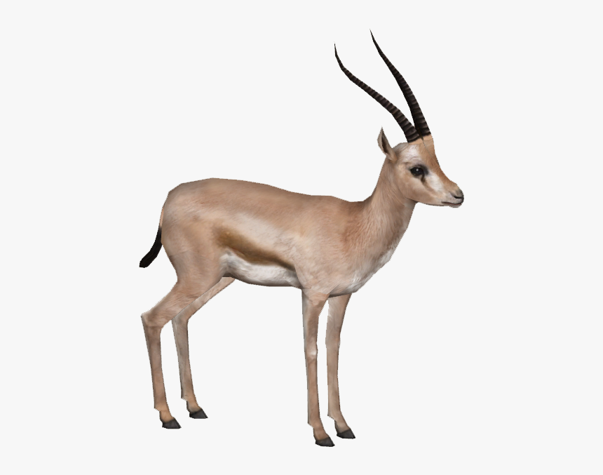 Gazelle Png Hd - Gazelle Png, Transparent Png
