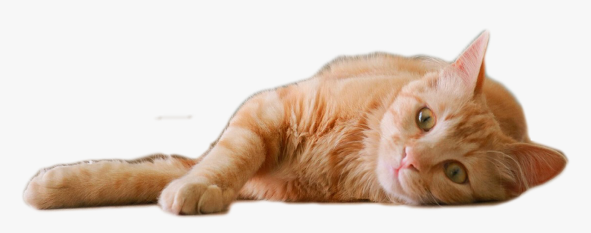 Cat Yawns, HD Png Download