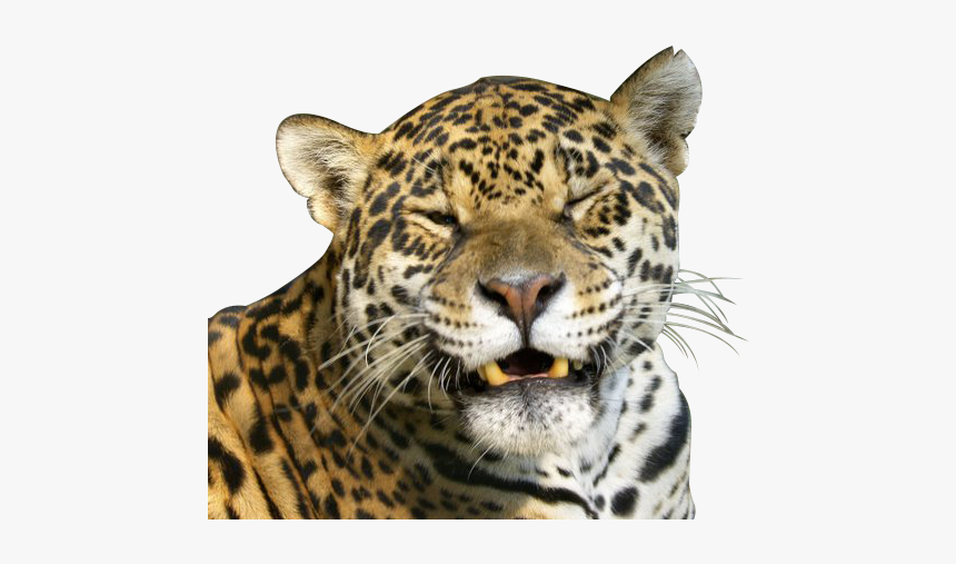 African Leopard, HD Png Download