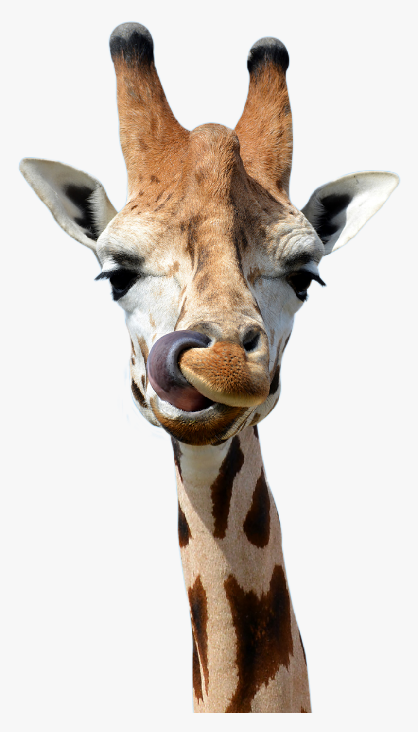 Transparent Safari Animals Png - Giraffe Bbc, Png Download