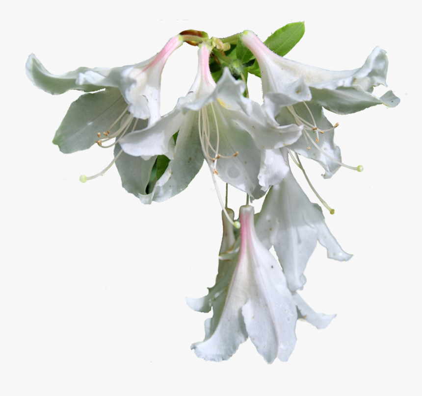 Flowers Png Format - Hoa Ly Trắng Png, Transparent Png