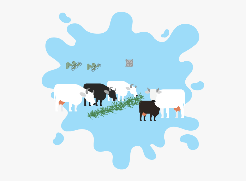 Quality Milk From Well-treated Cows - Dairy Cow, HD Png Download