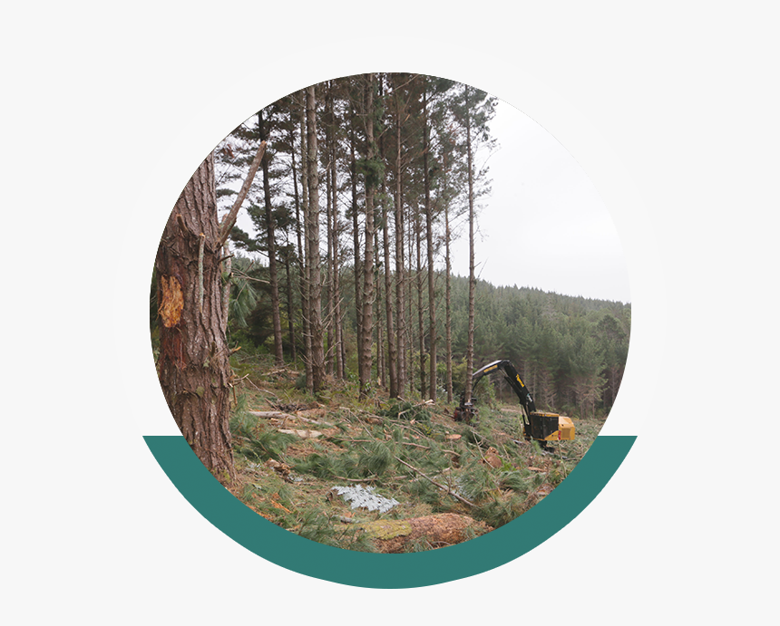 Northland Forestry Services New Zealand, HD Png Download