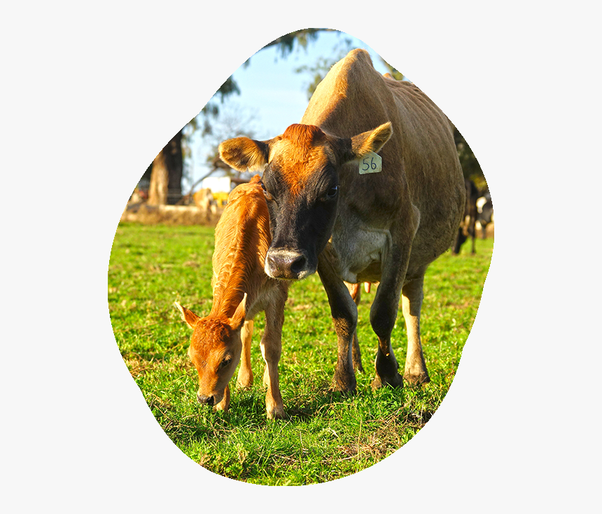 Dairy Cow, HD Png Download