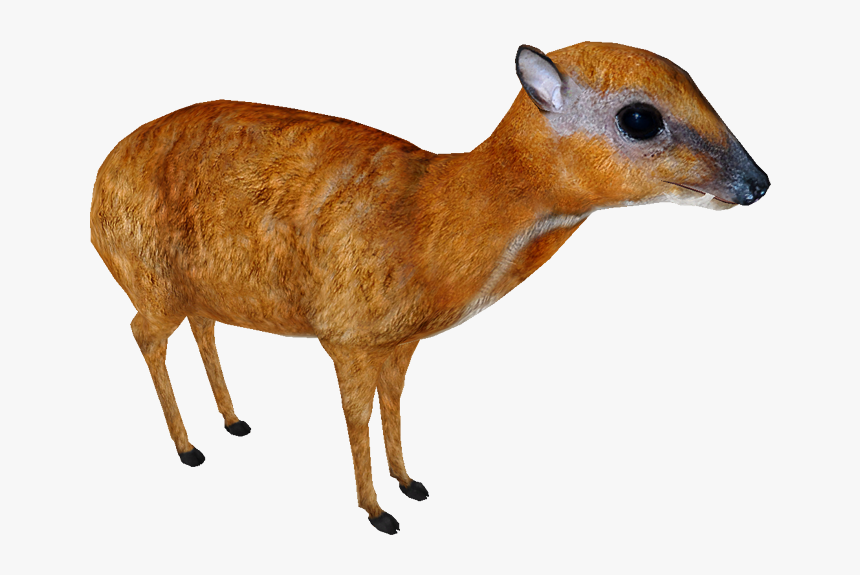 Greater Mouse-deer - Greater Mouse Deer Png, Transparent Png