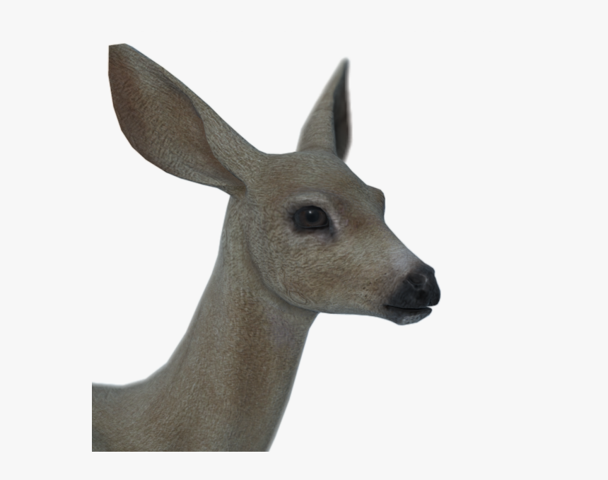 Roe Deer, HD Png Download