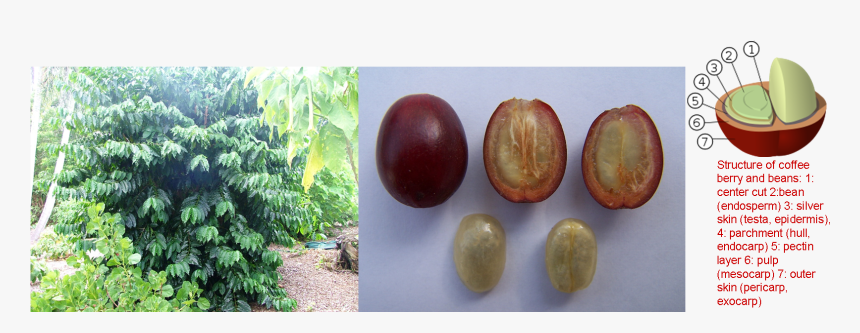Clip Art Coffee Beans Are Berries - Coffee Beans From Tree, HD Png Download