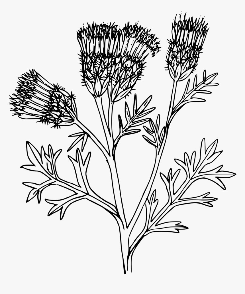 Portable Network Graphics, HD Png Download