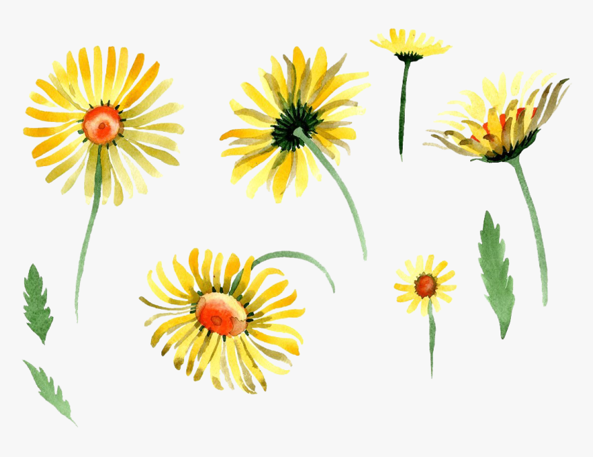 Chamomile Watercolor, HD Png Download