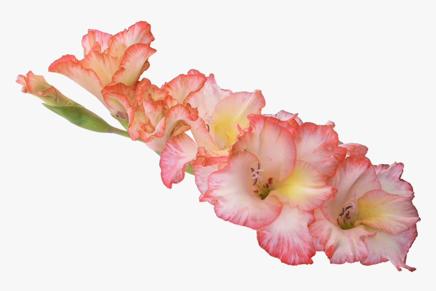 Gladiolus Flower Transparent Background, HD Png Download