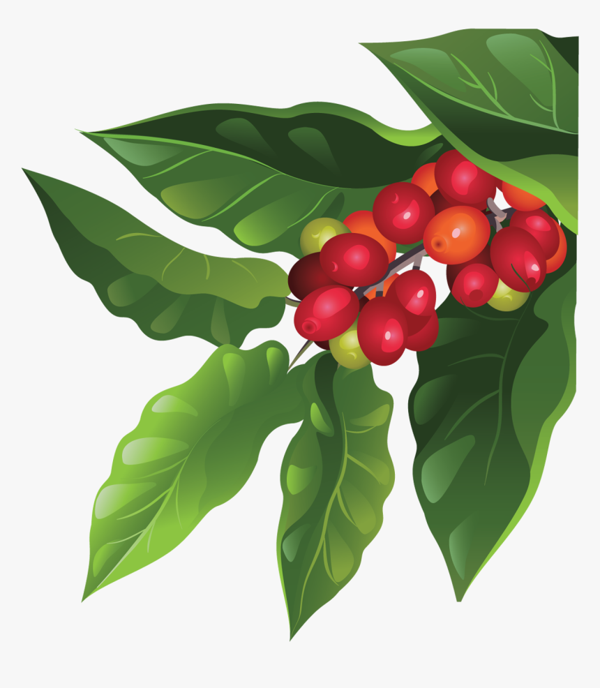 Tree Producing Ripe Cherries - Coffee Plant Png, Transparent Png