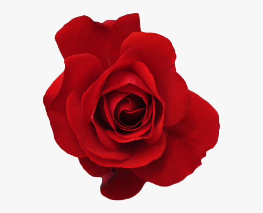 Clip Art Fresh Rose Red, HD Png Download