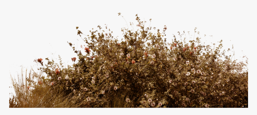 Bushes Png , Png Download, Transparent Png