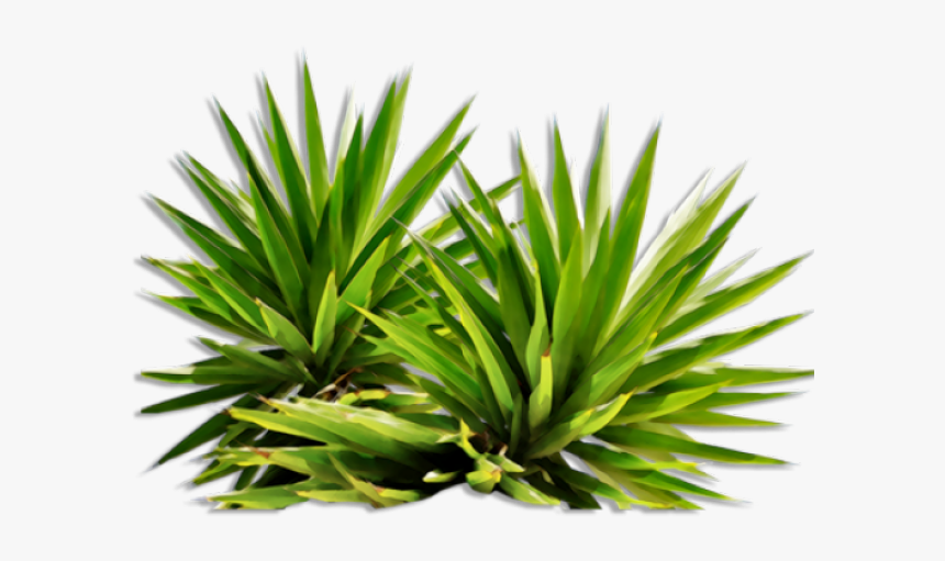 Shrub, Bushes Png Transparent Images - Plants Png, Png Download