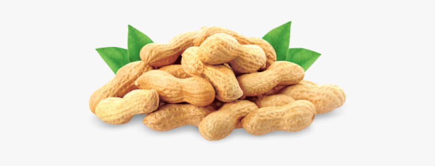 Groundnut Raw-uzhavu 500gm - Ground Nut Oil Png, Transparent Png