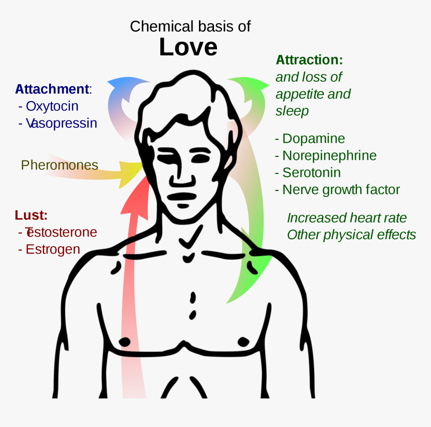 Chemical Basis Of Love , Png Download - Chemical Basis Of Love, Transparent Png