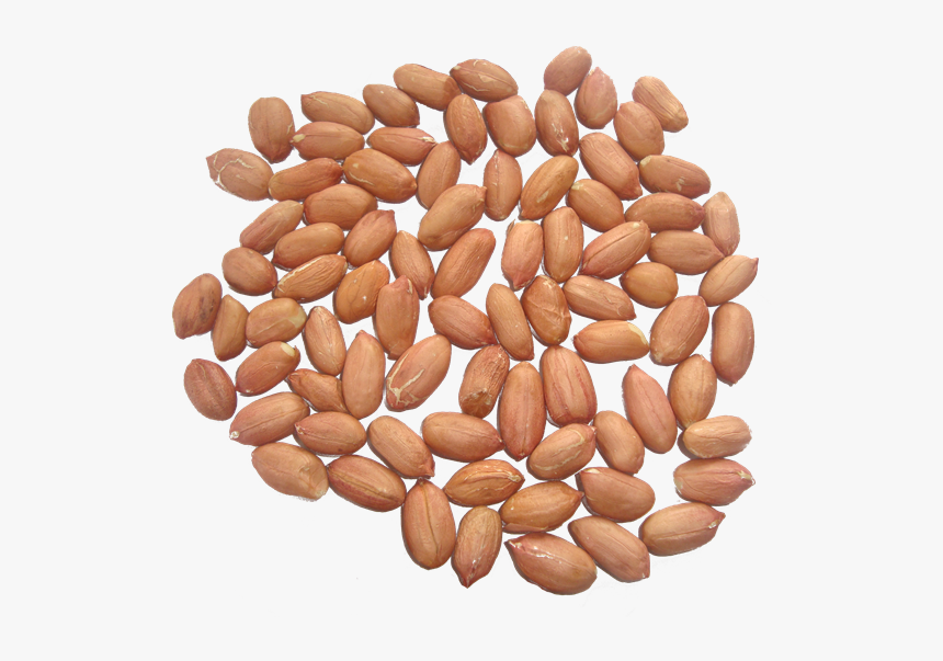 Peanut Kernels - Almond, HD Png Download