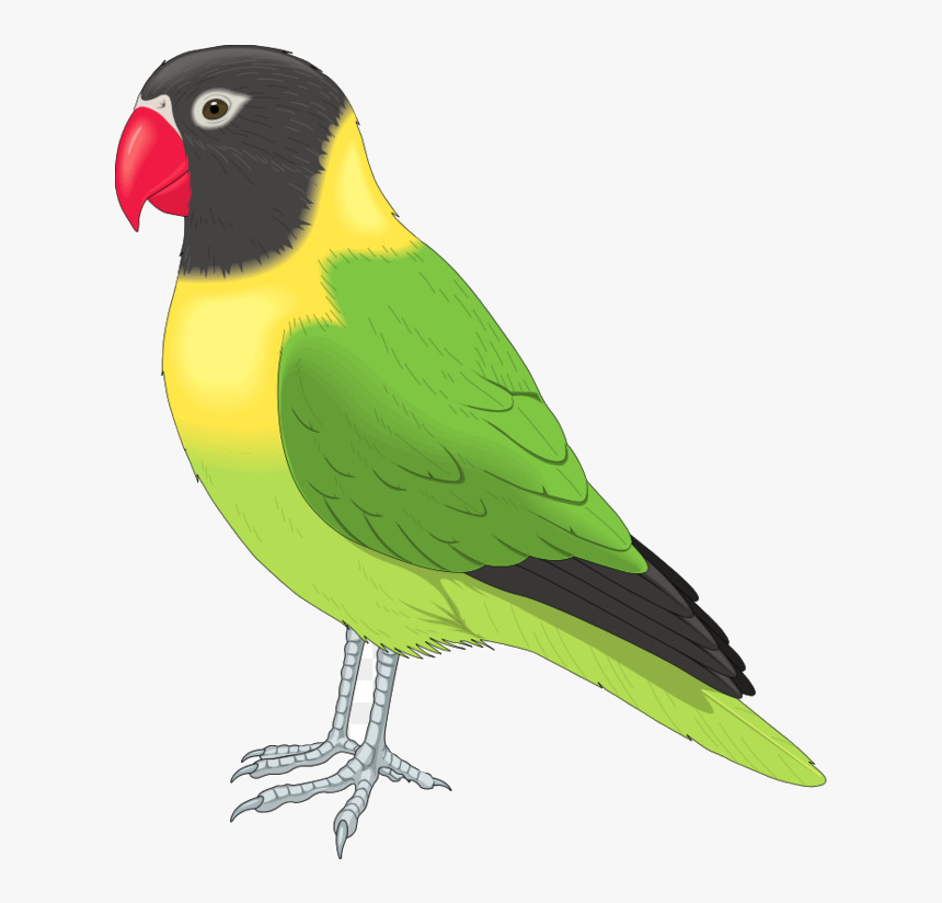 Bird Clip Art Flying Birds Clipart Free Transparent - Pet Bird Clipart, HD Png Download