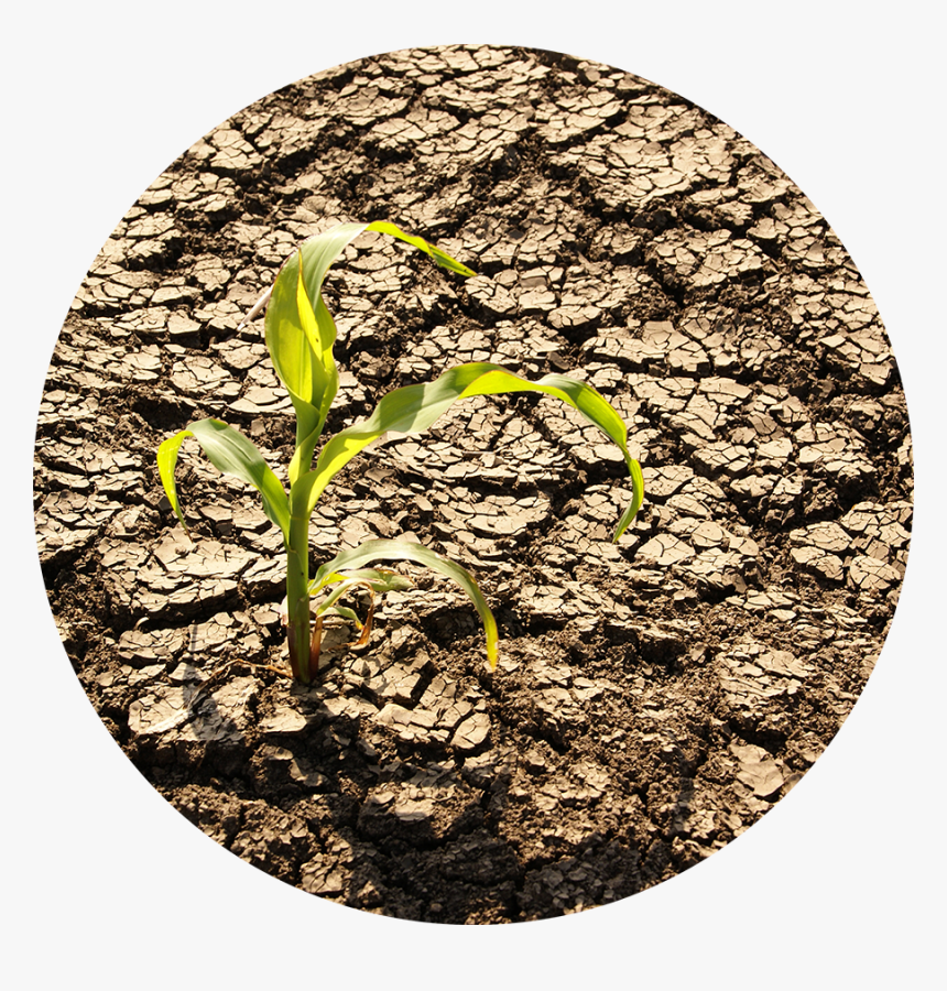 From Implementing Basic Water Use Best Practices To - El Nino Effect To Plants, HD Png Download