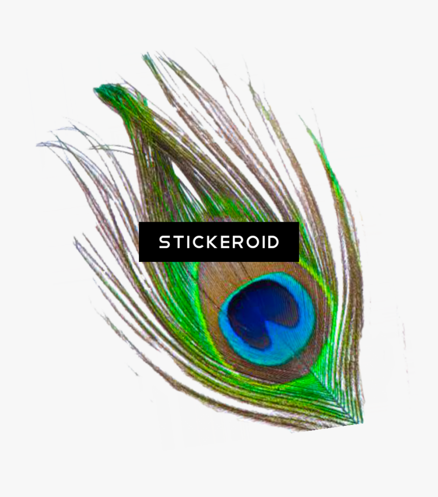 Transparent Peacock Wedding Clipart - Single Peacock Feather Png, Png Download