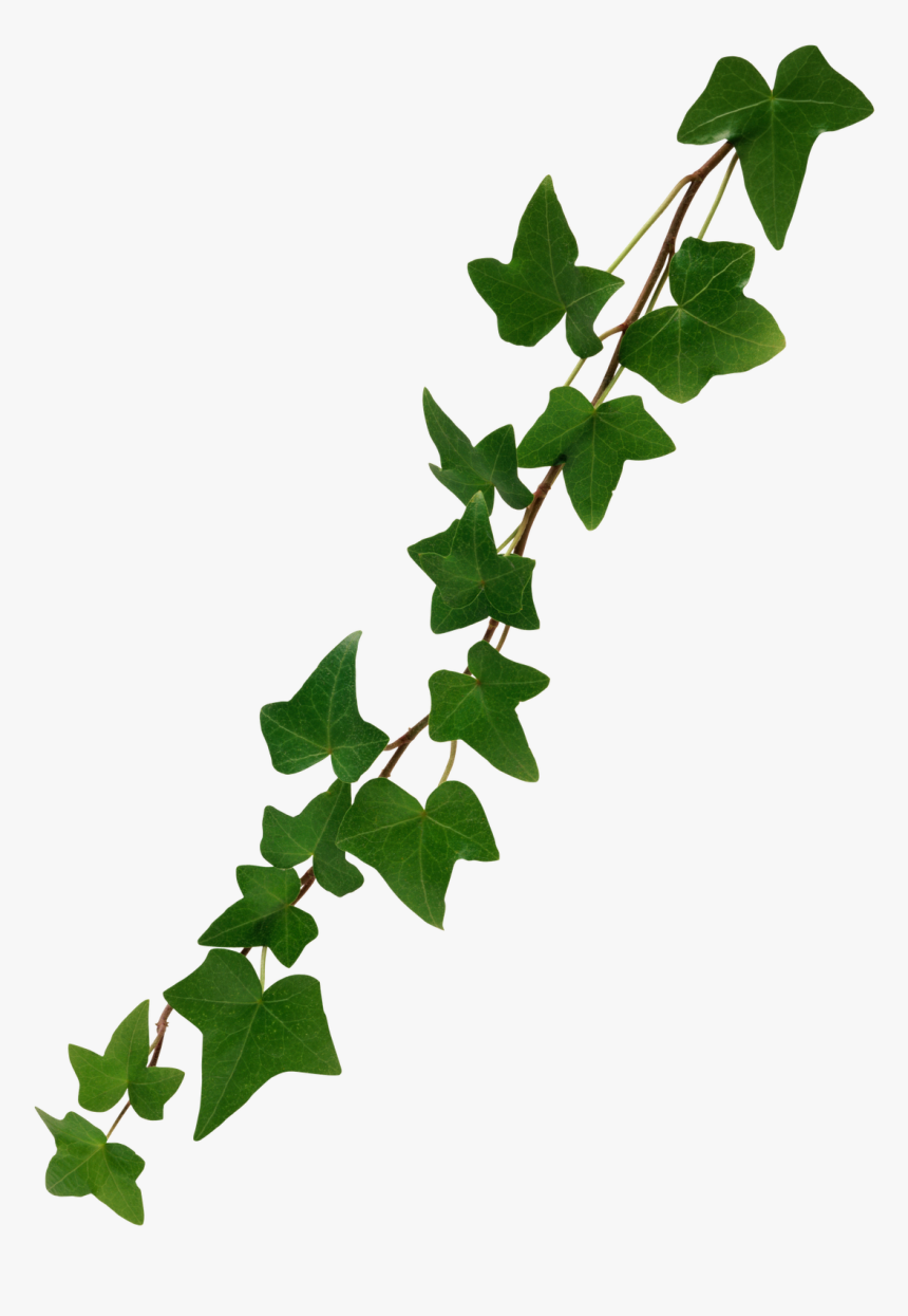 Ivy Leaf Png - Virginia Creeper Png, Transparent Png