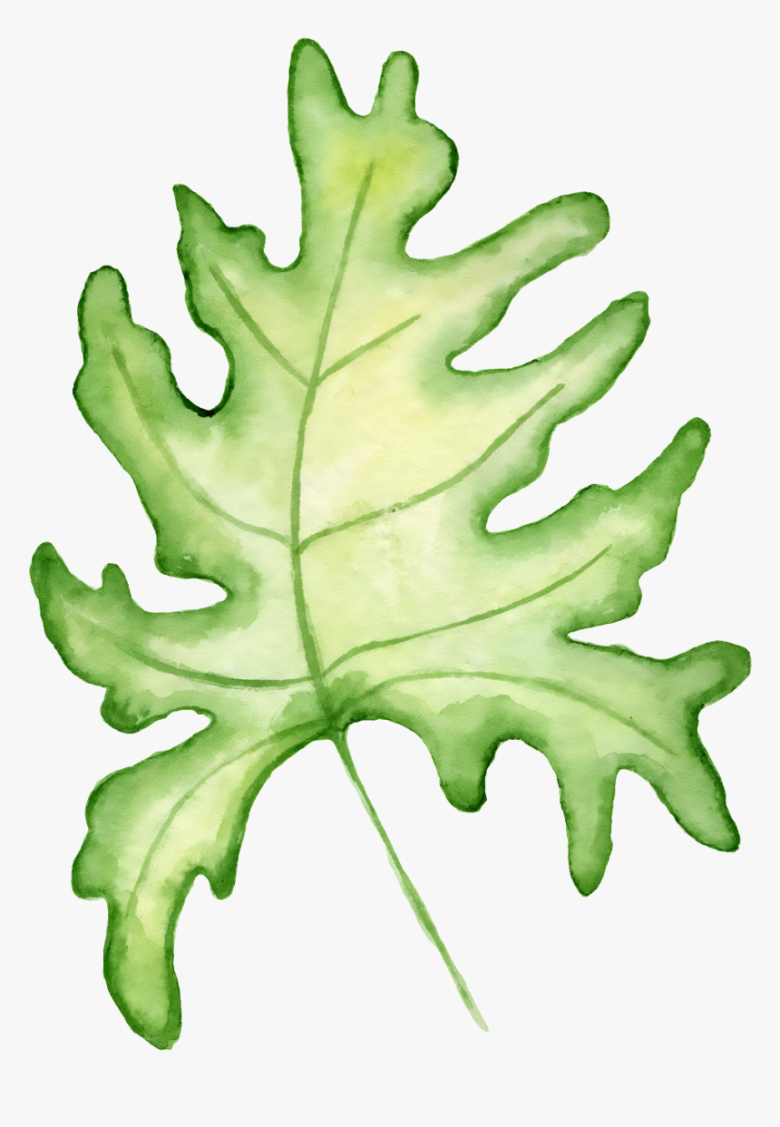 Hand Painted A Large Leaf Png Transparent - Black Oak, Png Download