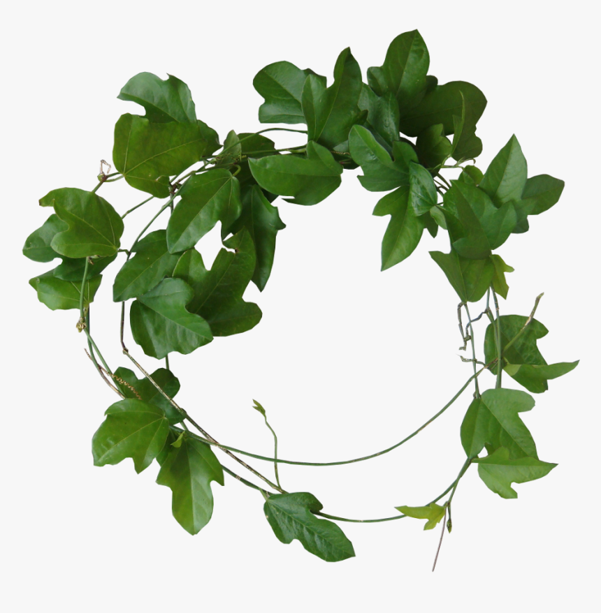 Leaves Psd, HD Png Download