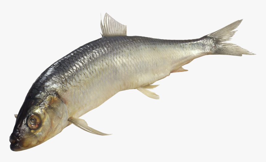 Fish Png - Fish Under Water Png, Transparent Png