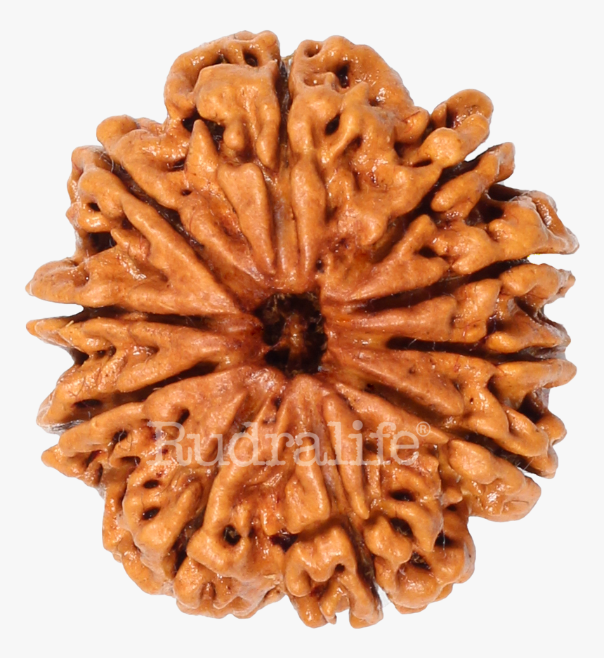 Ten Mukhi Rudraksha Rudraksha - Chocolate, HD Png Download