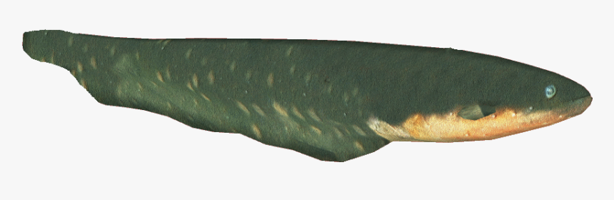 Electriceeldacentru - Electric Eel, HD Png Download