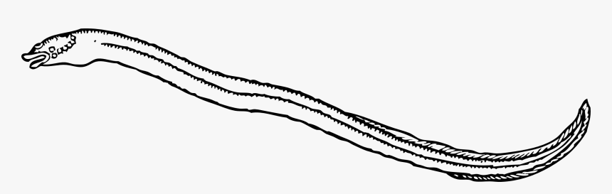 Eel Pictures To Color, HD Png Download