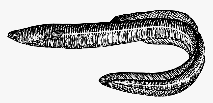Eel Fish Black And White, HD Png Download