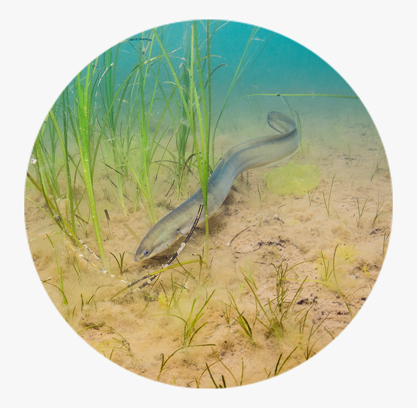 American Eel - Ontario Species Endangered Act American Eel, HD Png Download