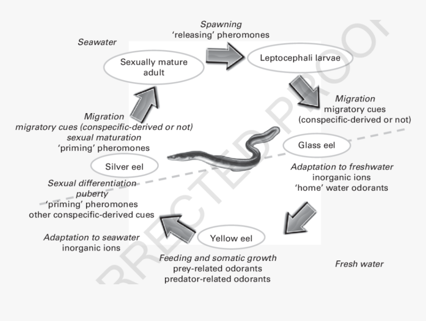 Marine Architecture, HD Png Download