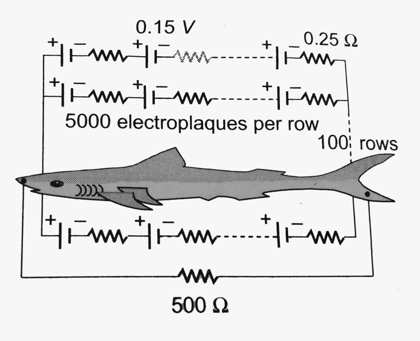 Squaliformes, HD Png Download