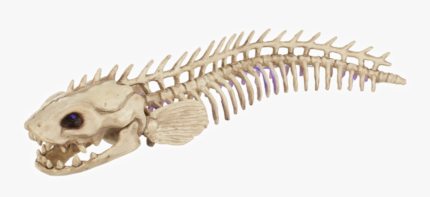 Electric Eel - Crazy Bonez Electric Eel, HD Png Download