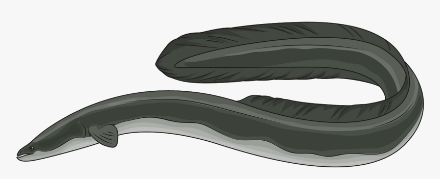 American Eel Clip Art, HD Png Download
