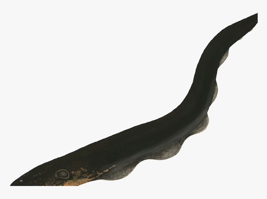 The Average Weight Of The Electric Eel Is 20kg - Tool, HD Png Download