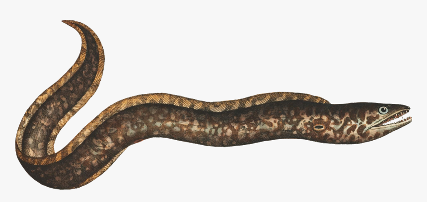 Eel Freetoedit - Boa Constrictor, HD Png Download