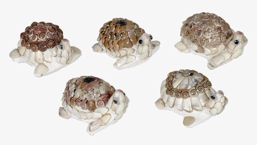 Turtle Umbonium Shell Novelty - Tortoise, HD Png Download