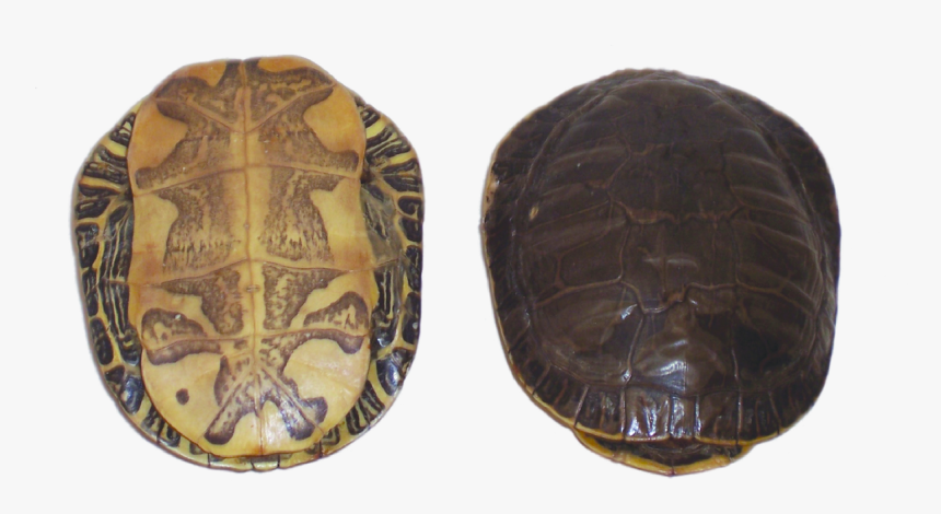 Pseudemys Concinna Concinna, HD Png Download