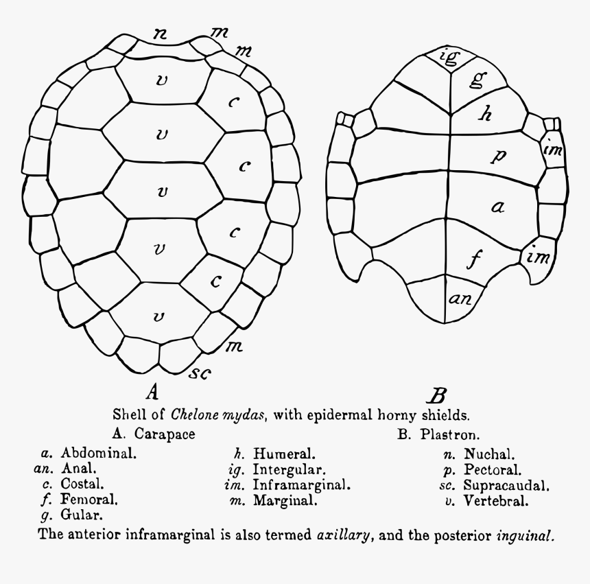 Carapace And Plastron Of Turtle, HD Png Download